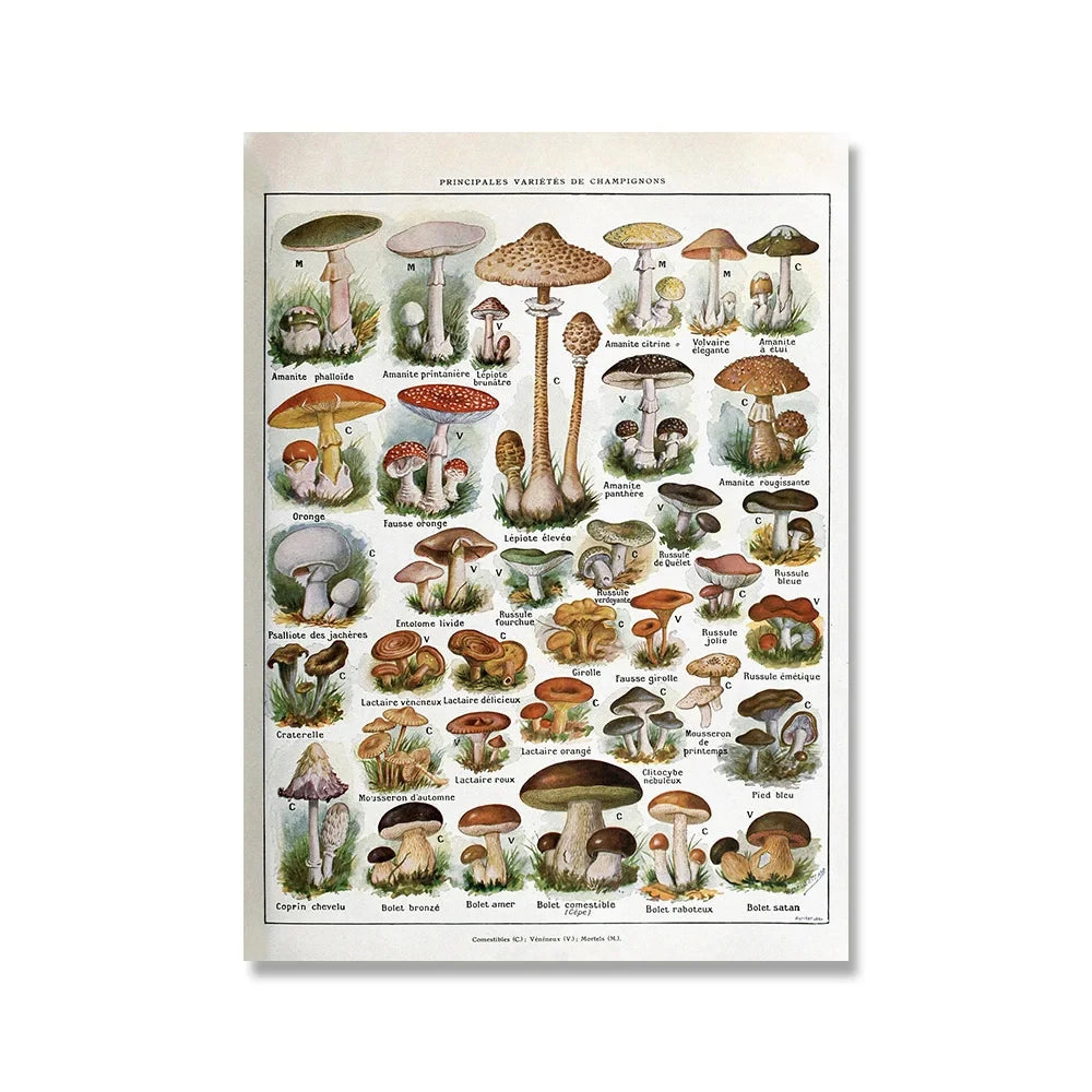 Vintage Botanical Encyclopedia Print — Mushrooms, Herbs & Trees