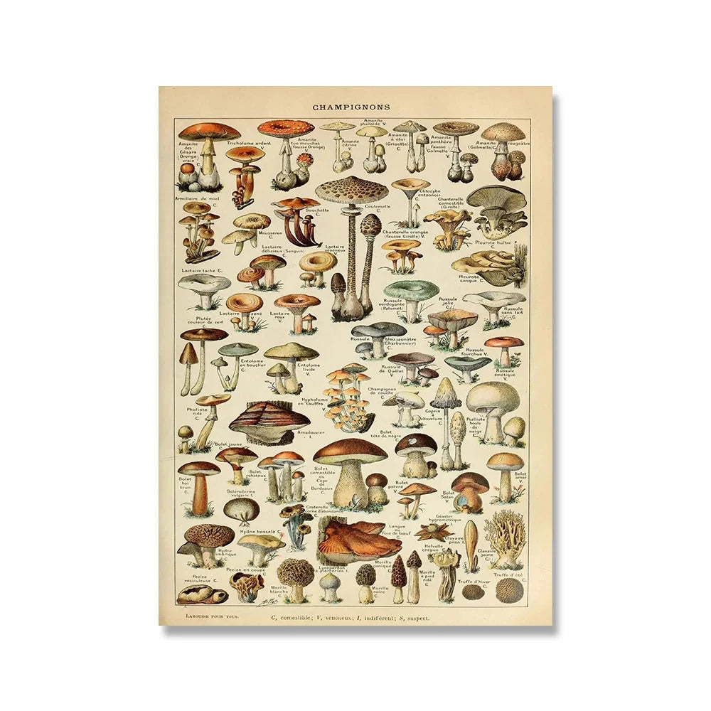 Vintage Botanical Encyclopedia Print — Mushrooms, Herbs & Trees
